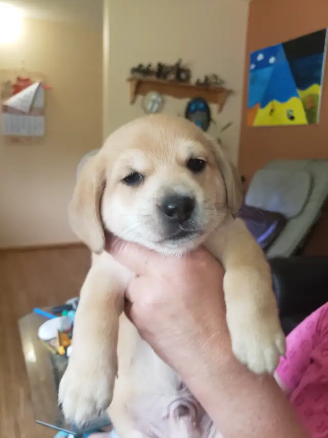 puppies for sale in Dogs & Puppies for Rehoming in Calgary - Image 4