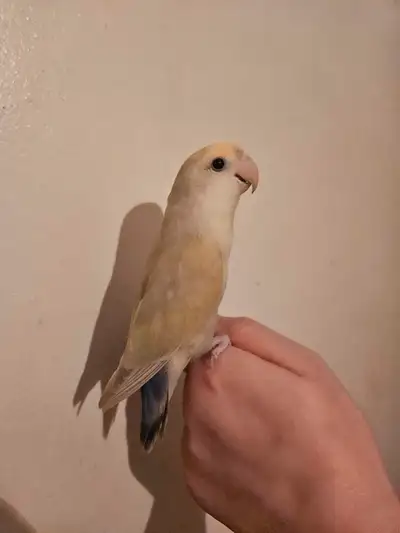 2, 11 month old love birds, View more