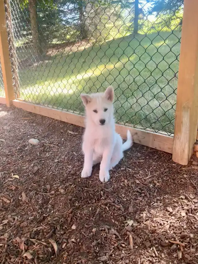 Male Pomsky Pup Ready for his New Home in Dogs & Puppies for Rehoming in Markham / York Region - Image 4