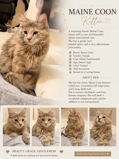 Maine coon kitten , View more