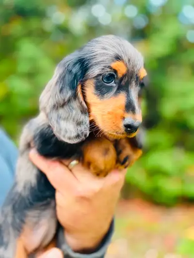 Miniature and Kaninchen Dachshund Registered puppies, View more