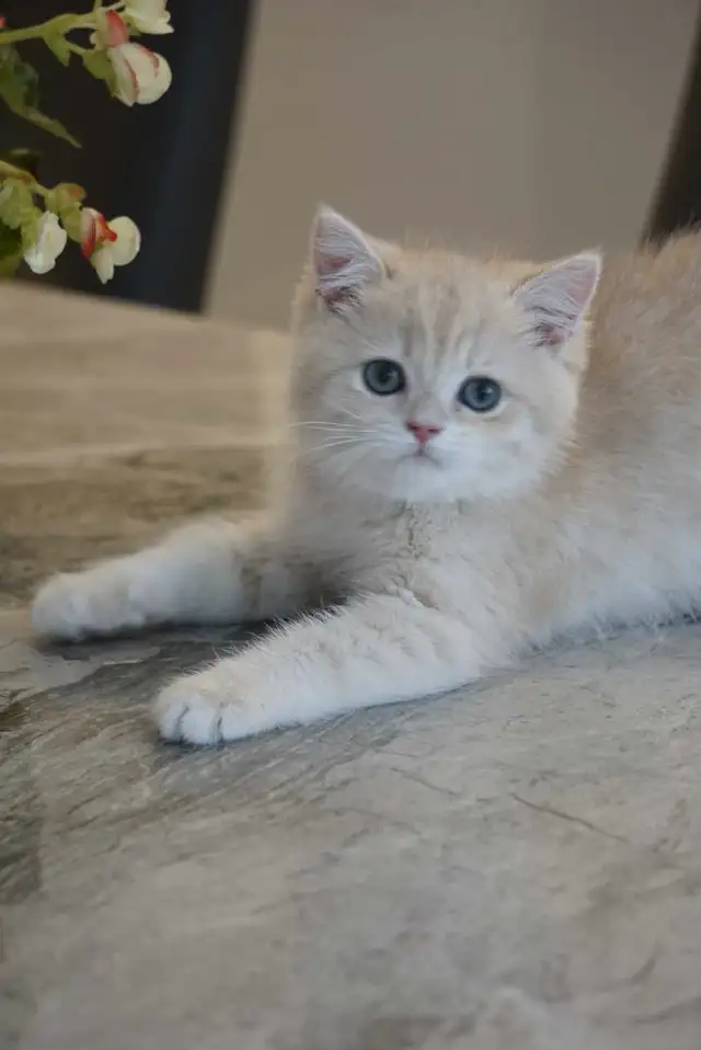 Purebred British shorthair kittens TICA. . in Cats & Kittens for Rehoming in City of Montréal - Image 3