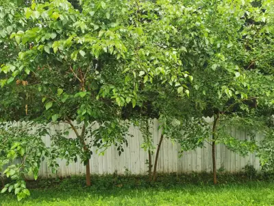 White Mulberry, Black Mulberry and male mulberry trees for sale. From: 1 ft high two yrs old for $20...