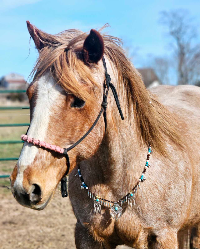 Equine Rhythm Beads in Equestrian & Livestock Accessories in Belleville