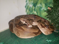 Red Tail Boa Constrictor with Enclosure - 500 OBO