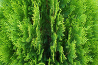WHITE CEDAR TREES FOR SALES –REMOVED AND INSTALLED-  SPRING BOOK