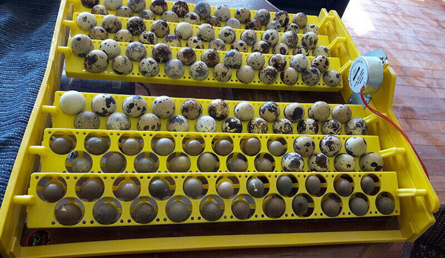 Incubator and eggs dans Animaux de ferme  à Ville de Montréal