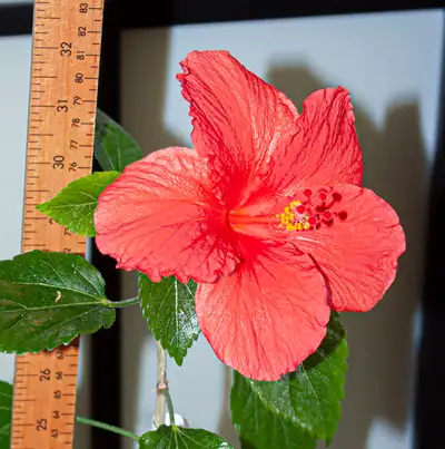 Indoor plant: Red Hibiscus, View more