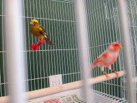 Canaries For Sale