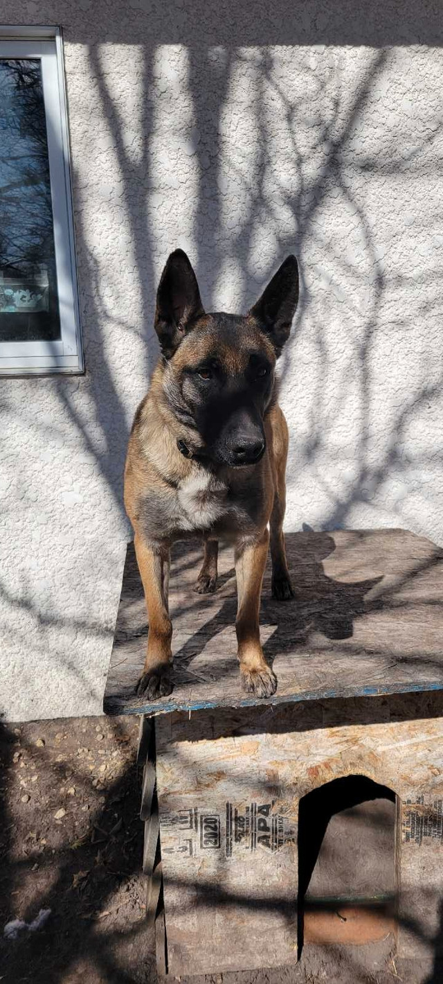 Belgian malinois  in Dogs & Puppies for Rehoming in Winnipeg