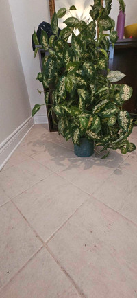 Artificial plant