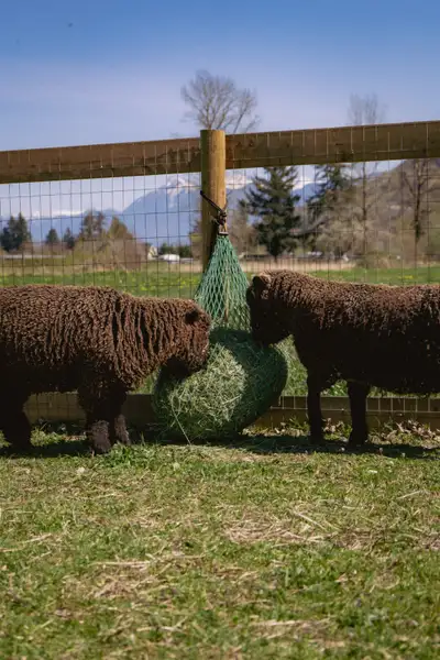 Babydoll Ewe and Wether Sheep, View more