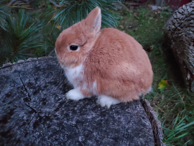 EXTRAORDINARY, RARE BROKEN LILAC NETHERLAND DWARF BABY BUNNY in Small Animals for Rehoming in City of Toronto - Image 4