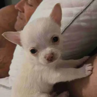 Beautiful baby chihuahuas, View more