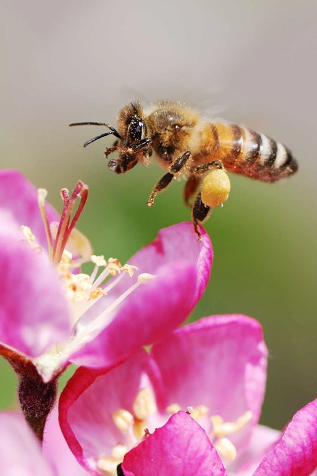 Honeybee pollination sponsor  in Other in Windsor Region