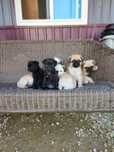 pug puppies, View more