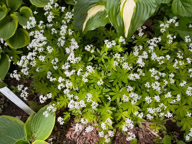 SWEET WOODRUFF-Naturalize Perennial,Scented Blooming Groundcover in Plants, Fertilizer & Soil in City of Toronto - Image 7