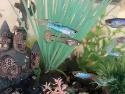 free guppies, View more