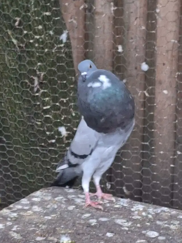pigeons for sale | Birds for Rehoming | City of Toronto | Free local ...