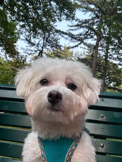 Bichon Maltais pure breed, View more