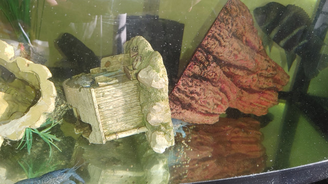 "Crayfish for Aquarium Fish Tank For Sale in Fish for Rehoming in Ottawa
