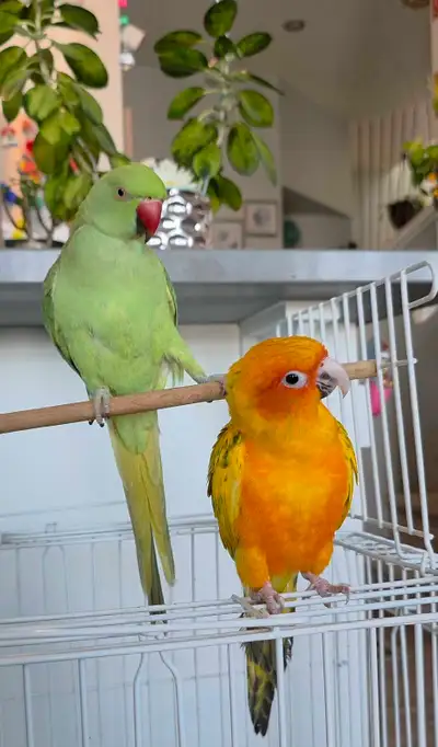 sunconure pied, View more