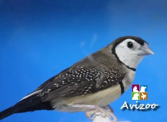 DIAMANT BICHENOW M/F DISPONIBLES in Birds for Rehoming in Saint-Jean-sur-Richelieu - Image 5