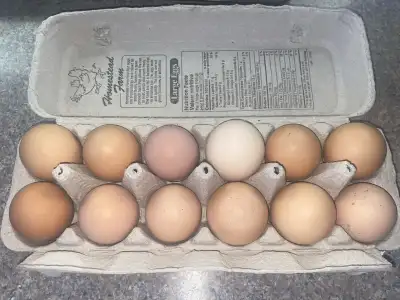 Farm Fresh Eggs $5. = 12 large eggs $5. = 18 small eggs. Brown eggs, green eggs and white polish.