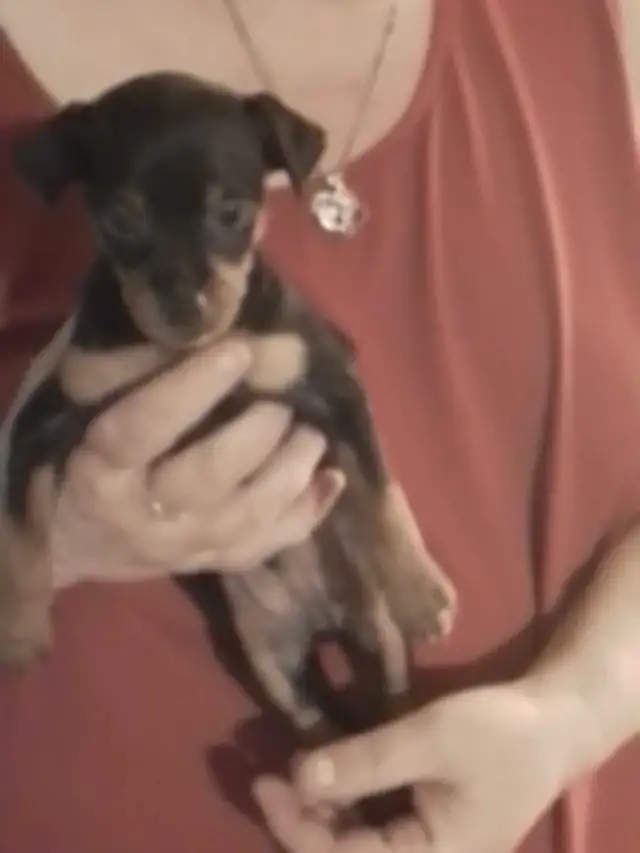 min pin puppies in Dogs & Puppies for Rehoming in Owen Sound - Image 3
