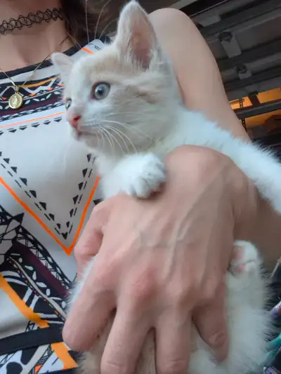 Orange and White Kitten, View more