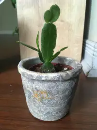 Modern Rock Planter Pot + Free mini plant