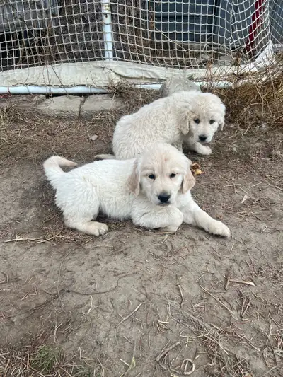 Golden Retriever Puppies Ready to take Home!!, View more