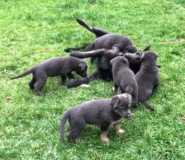 RARE STEEL BLUE GERMAN SHEPHERD PUPS Dogs & Puppies for Rehoming