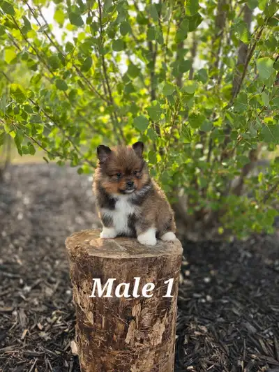 Pomeranian puppies for sale , View more