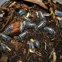 NEW Isopods Zebras are ready!