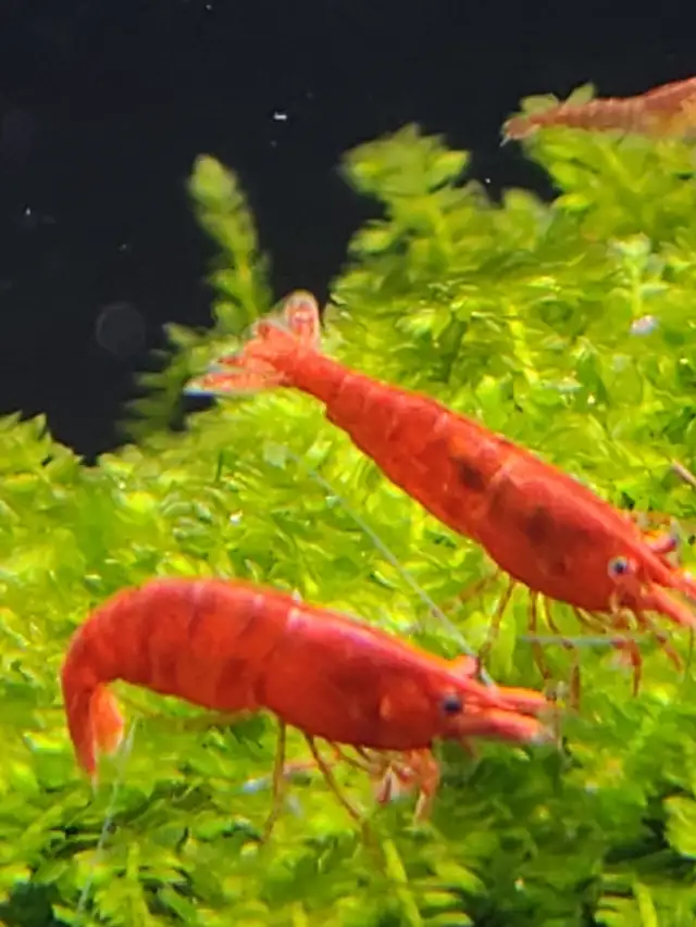 Cherry Neocaridina Shrimp & more! in Fish for Rehoming in Calgary - Image 5