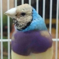 blue lady gouldian finches Kawartha Lakes Peterborough Area Preview