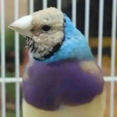 blue lady gouldian finches, View more