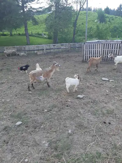 Plusieurs chèvres naines à vendre 250.00$ Vallée Jonctions en Beauce