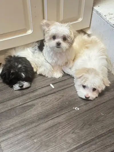 Small Maltese Puppies, View more