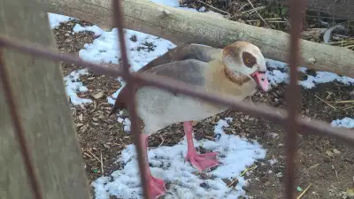 3 year Egyptian gander, View more