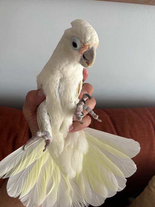 Goffin cockatoo in Birds for Rehoming in Oshawa / Durham Region - Image 2