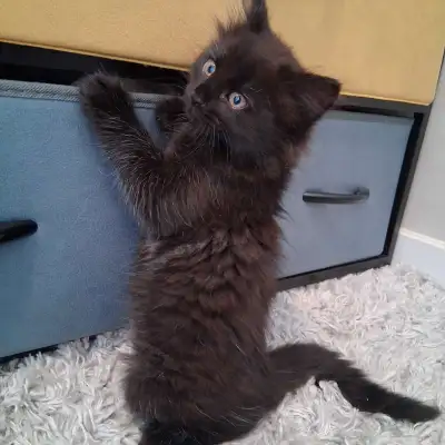 Long haired kittens for sale , View more