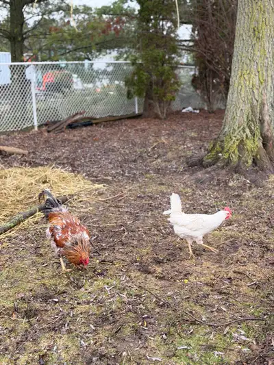 Roosters- For Sale, View more