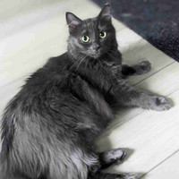 LOST GREY CAT 