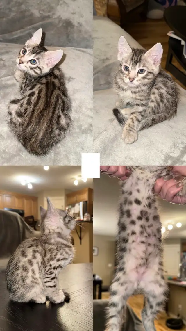 bengal Kittens  in Cats & Kittens for Rehoming in Calgary - Image 5