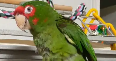 2 open spaces for rescue Birds, View more