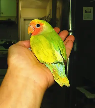handfed lovebird baby BOY (pied peachface green)==ON HOLD, View more