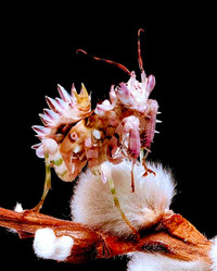 ❤️Praying mantis new hatched babies 