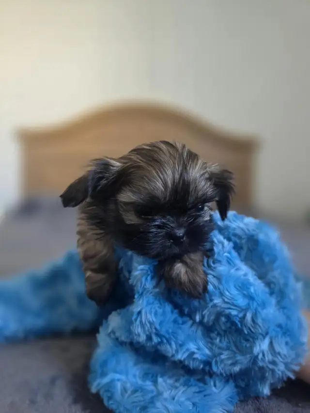 Shihtzu impérial croisé in Dogs & Puppies for Rehoming in Longueuil / South Shore - Image 6